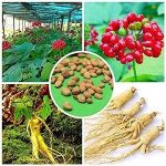 panax ginseng