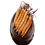 cordyceps