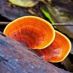 reishi