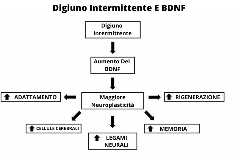 4 digiuno a intermittenza