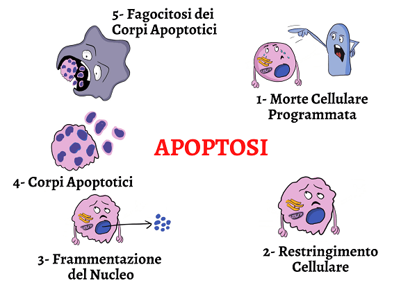 biohacking e apoptosi
