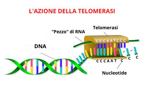 telomerasi