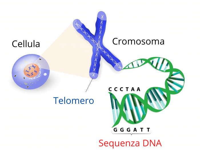 telomeri